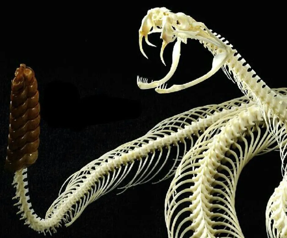 Легкие у змей. Питон змея скелет. Пресмыкающиеся скелет змеи. Позвоночник змеи. Змеиный скелет.