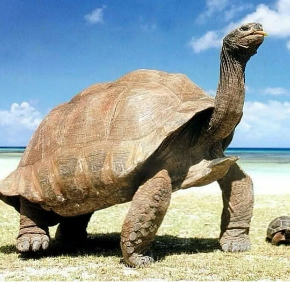 Большая галапагосская черепаха. Галапагосская черепаха. Галапагосская гигантская черепаха. Гигантские черепахи с Галапагосских островов. Галопогоская Черепаза.