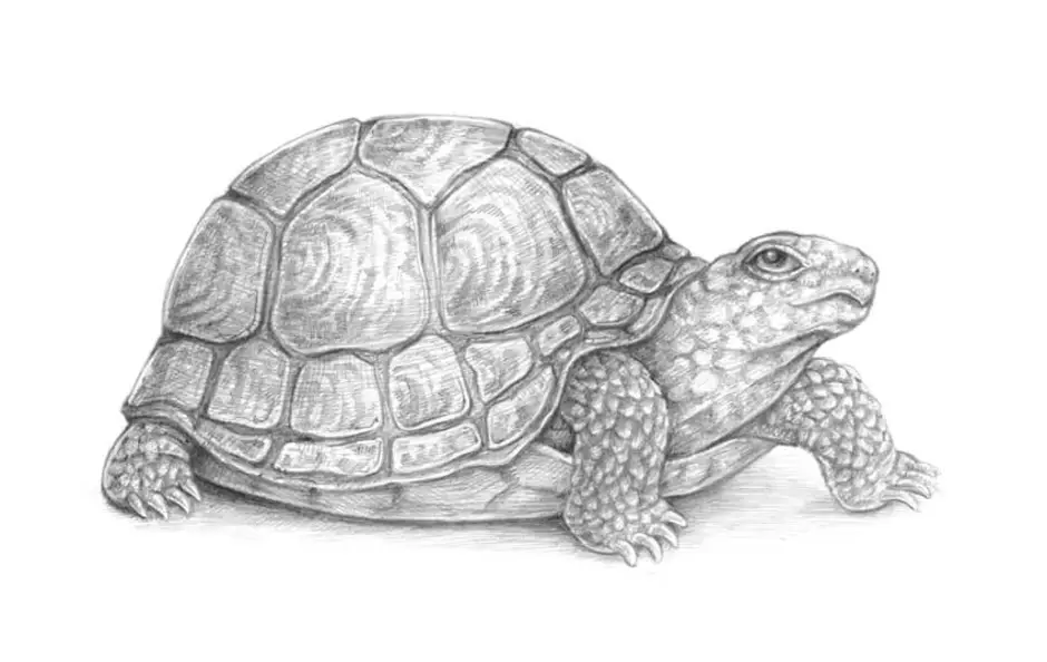 Turtle как рисовать