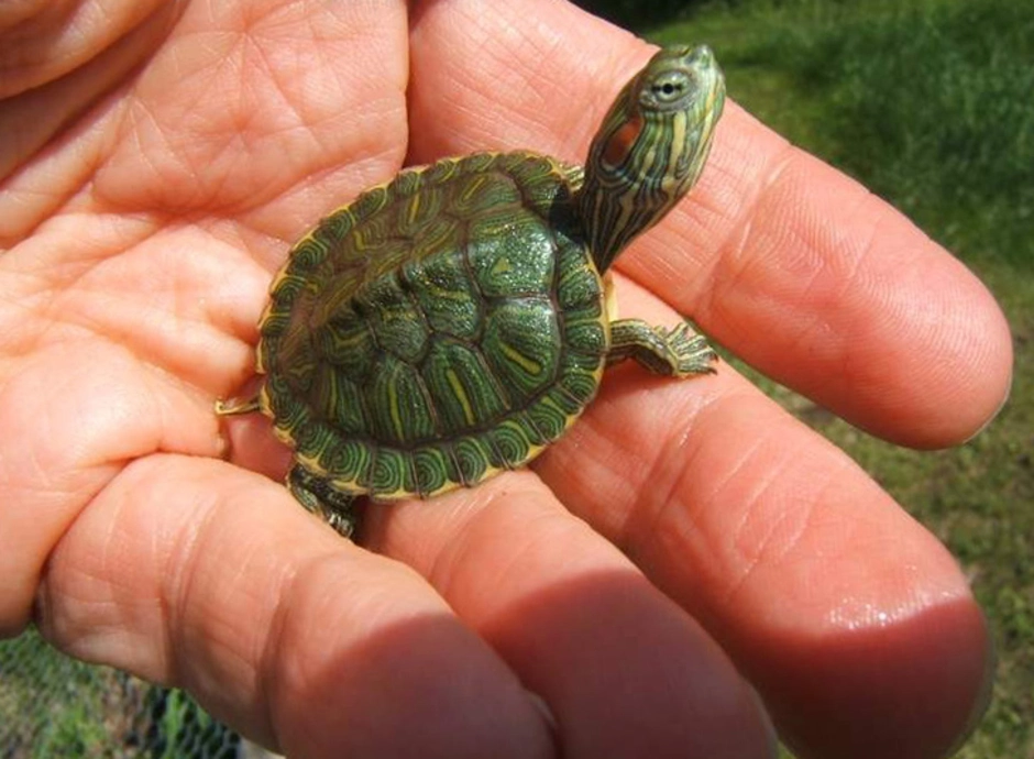 Какие черепаха купить. Красноухая черепаха маленькая. Черепашка красноухая маленькая. Красноухие Черепашки. Маленькие красноухие черепахи.