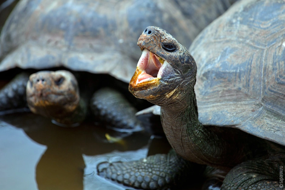 Галапагосская черепаха. Галапагосские острова черепахи. Гигантские черепахи с Галапагосских островов. Галапагосская слоновая черепаха. Череп галапагосской черепахи