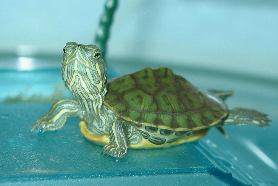 Купить черепаху водную. Красноухая черепаха. Черепаха водная красноухая. Красноухая черепаха маленькая. Красноухая водяная черепаха.