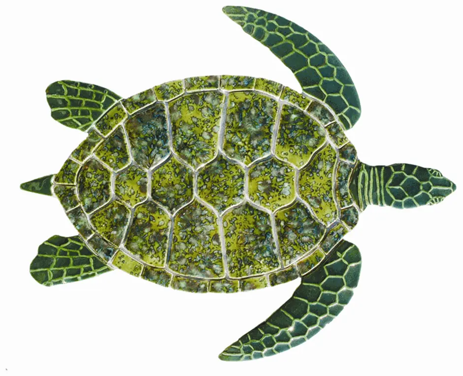 Симметрия черепахи. Черепаха Гауди мозаика. Морская черепаха снизу. Панцирь морской черепахи. Зеленая (суповая морская черепаха).