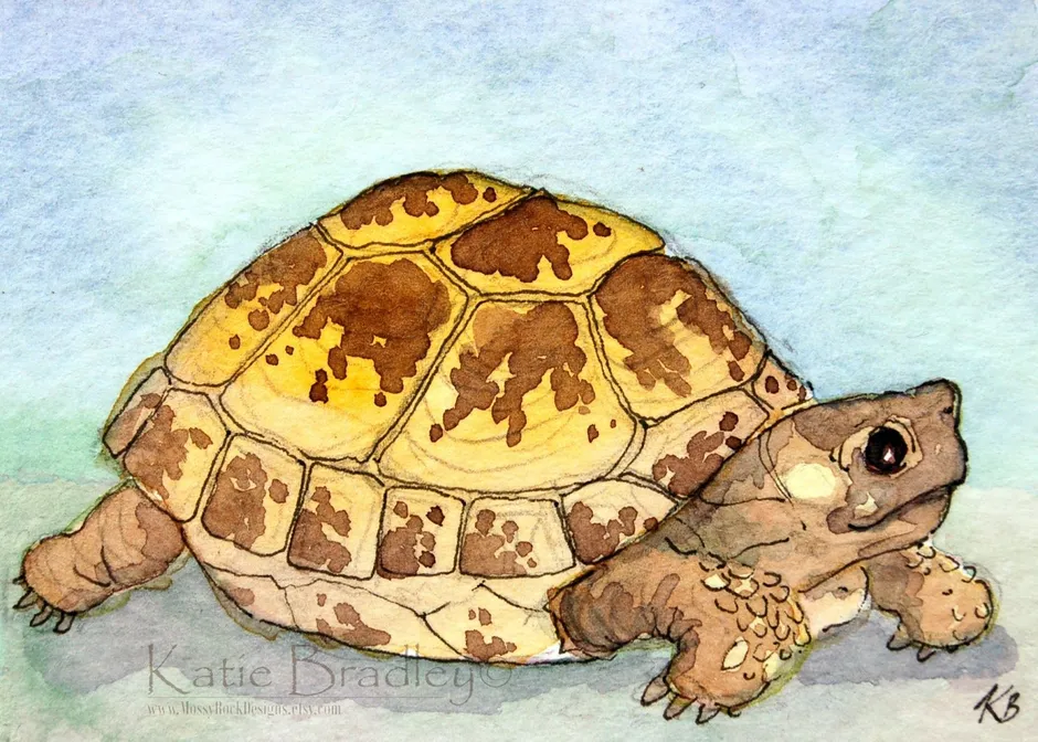 Черепаха касьяра