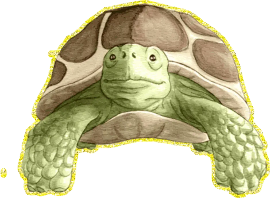 Черепаха загадка