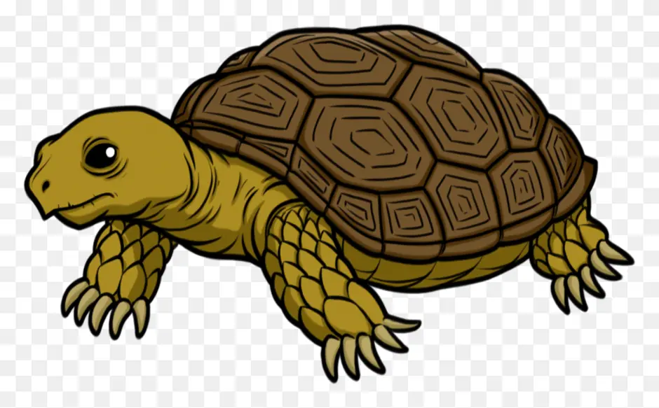 Черепаха панцирь
