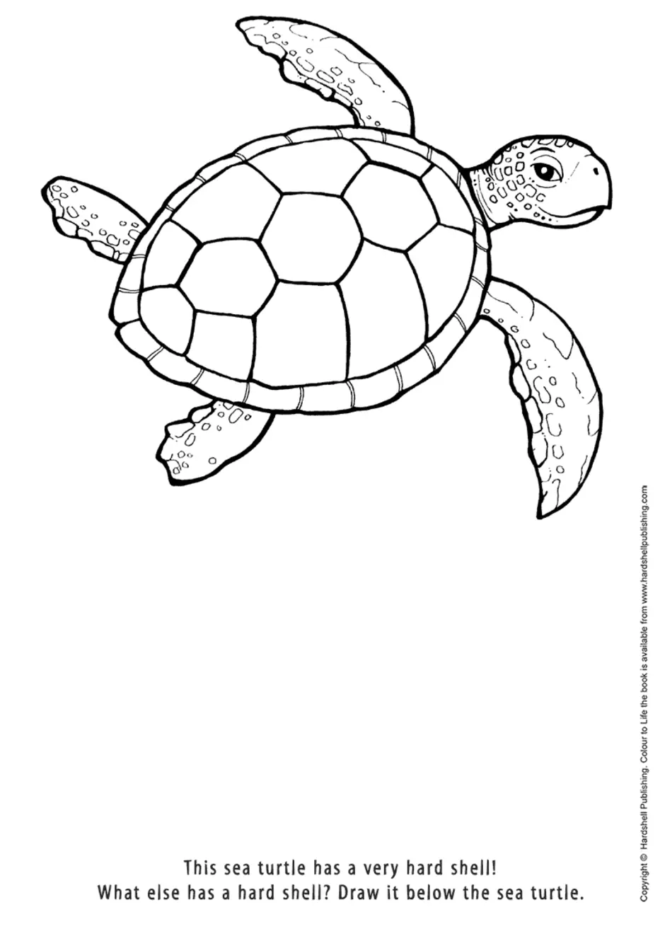 Раскраска морская черепаха