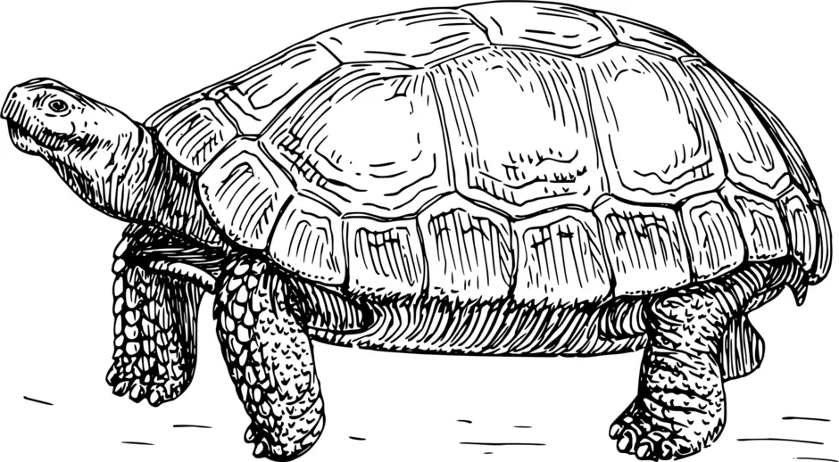 Черепаха сухопутная раскраска