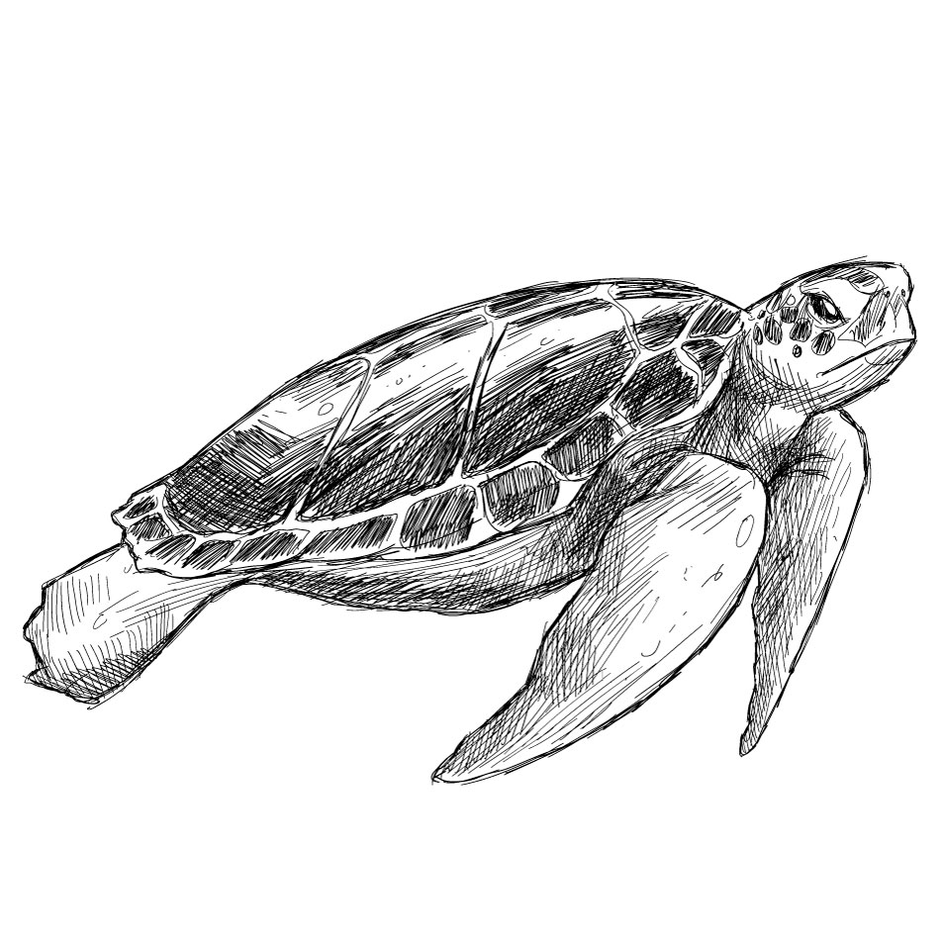 Морская кожистая черепаха рисунок