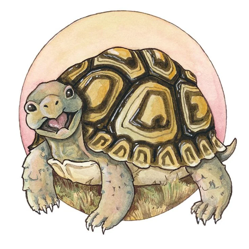 Черепаха рисунок цветной