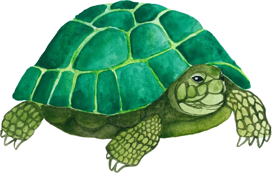Черепаха без фона