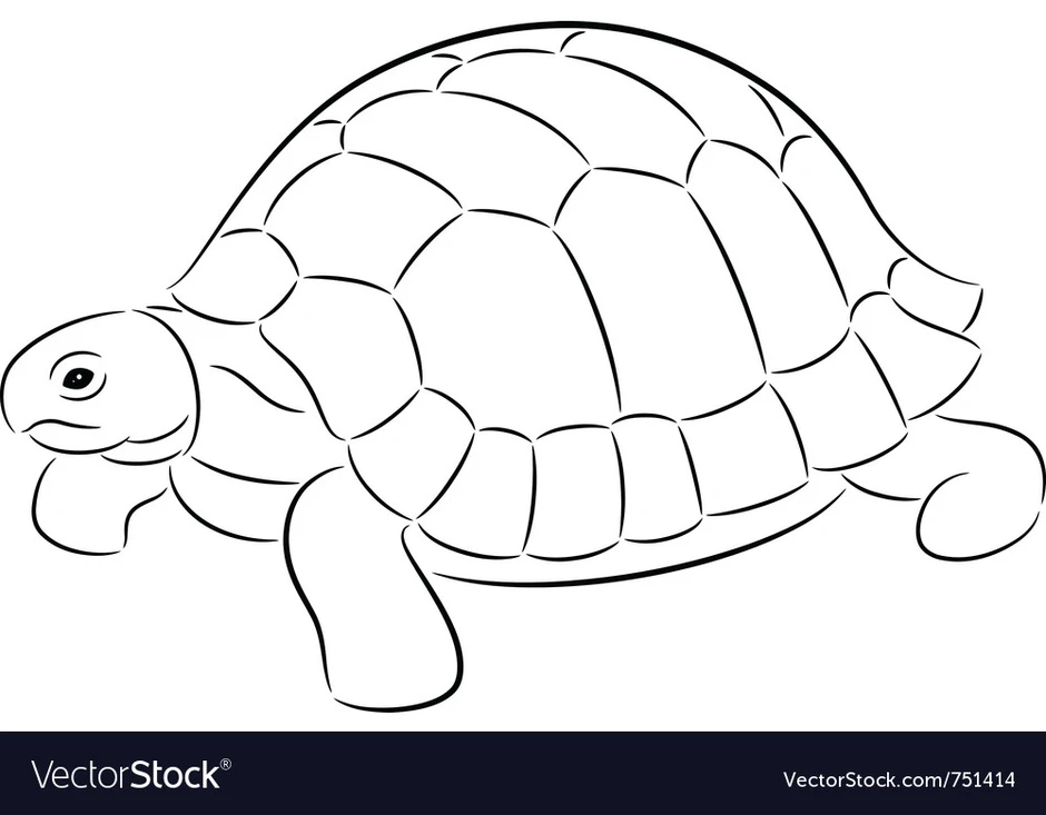 Контур черепахи