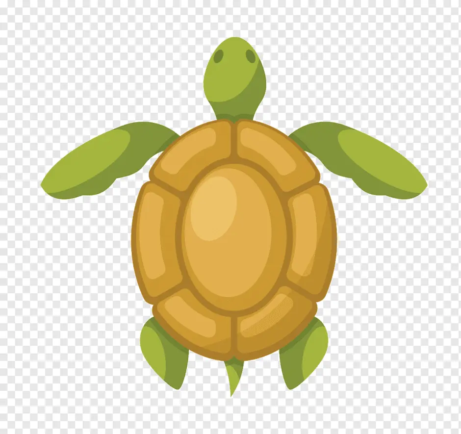 Черепаха форма. Черепаха вид сверху. Черепаха рисунок. Панцирь черепахи рисунок. Черепаха картинка вид сверху.