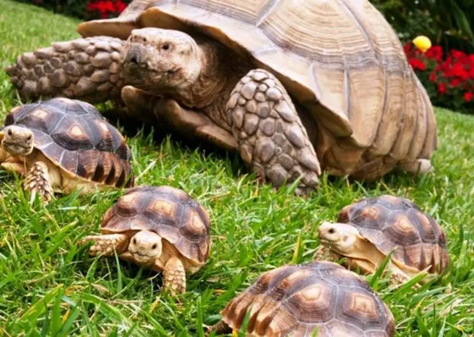 Среднеазиатская сухопутная черепаха. Черепаха Киникса Лесная. Среднеазиатская черепаха трехголовые. Шпороносная черепаха Сухопутные черепахи. Черепахи новосибирск