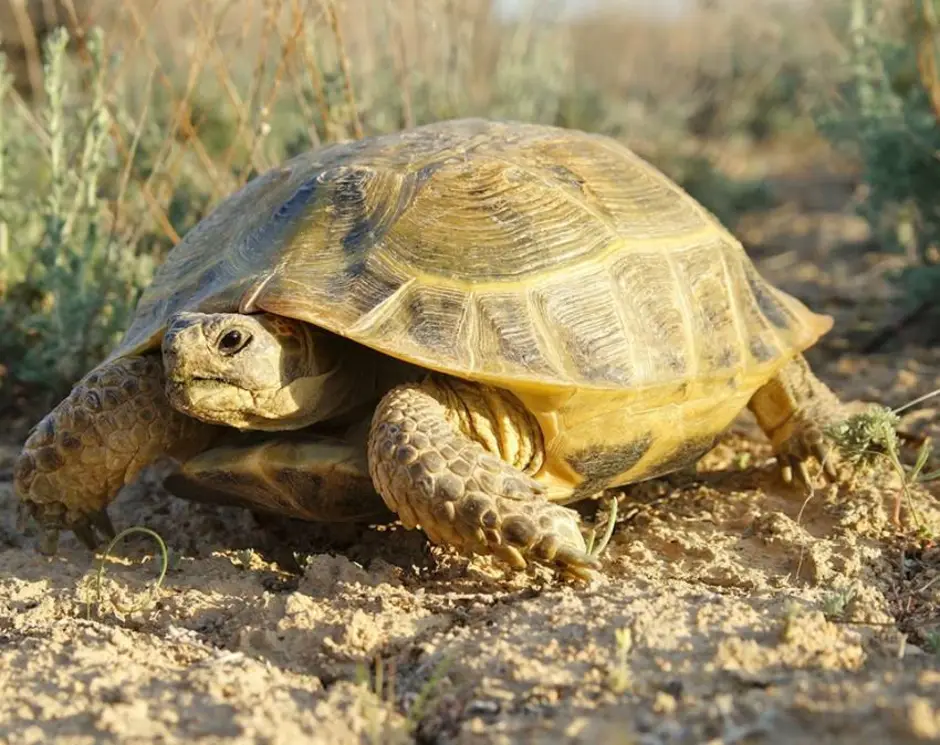 Черепахи в природе. Среднеазиатская Степная черепаха. Среднеазиатская сухопутная черепаха. Среднеазиатская черепаха Сухопутные черепахи. Средахиаткая Черепаза.