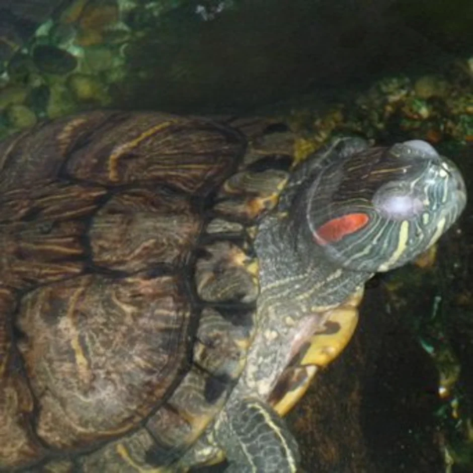 Спячка черепахи в домашних условиях. Спящие красноухие черепахи. Красноухая черепаха в спячке. Красноухая черепаха ночная спячка.