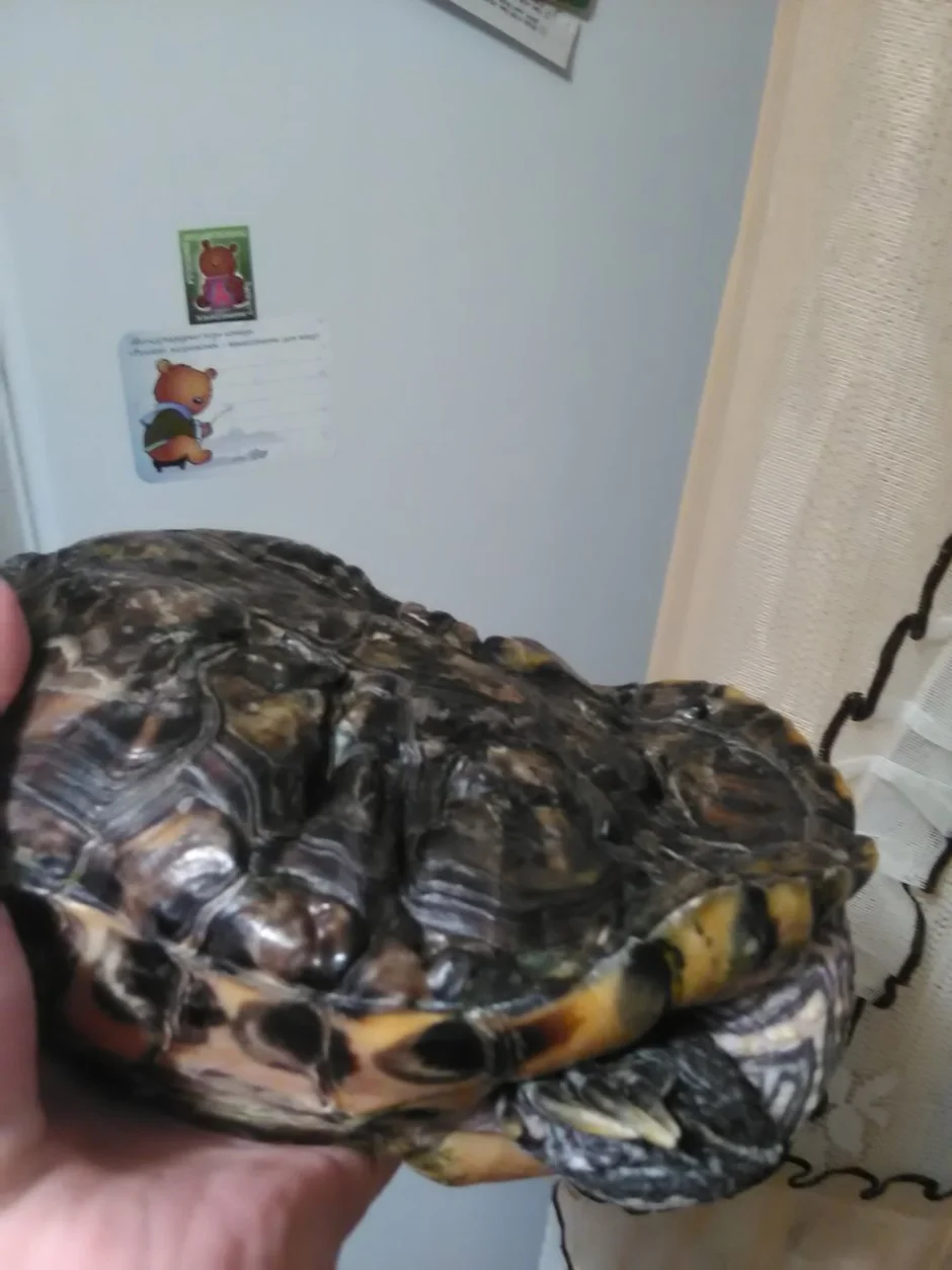 Спячка черепахи в домашних условиях. Красноухая черепаха сухопутная. Ожирение красноухой черепахи. Красноухая черепаха кусается. Укус красноухой черепахи.