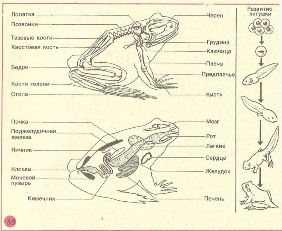 Тело земноводных состоит из. Внутреннее строение амфибии лягушки. Структура внутреннего строения лягушки. Земноводные внутреннее строение. Строение амфибии биология.