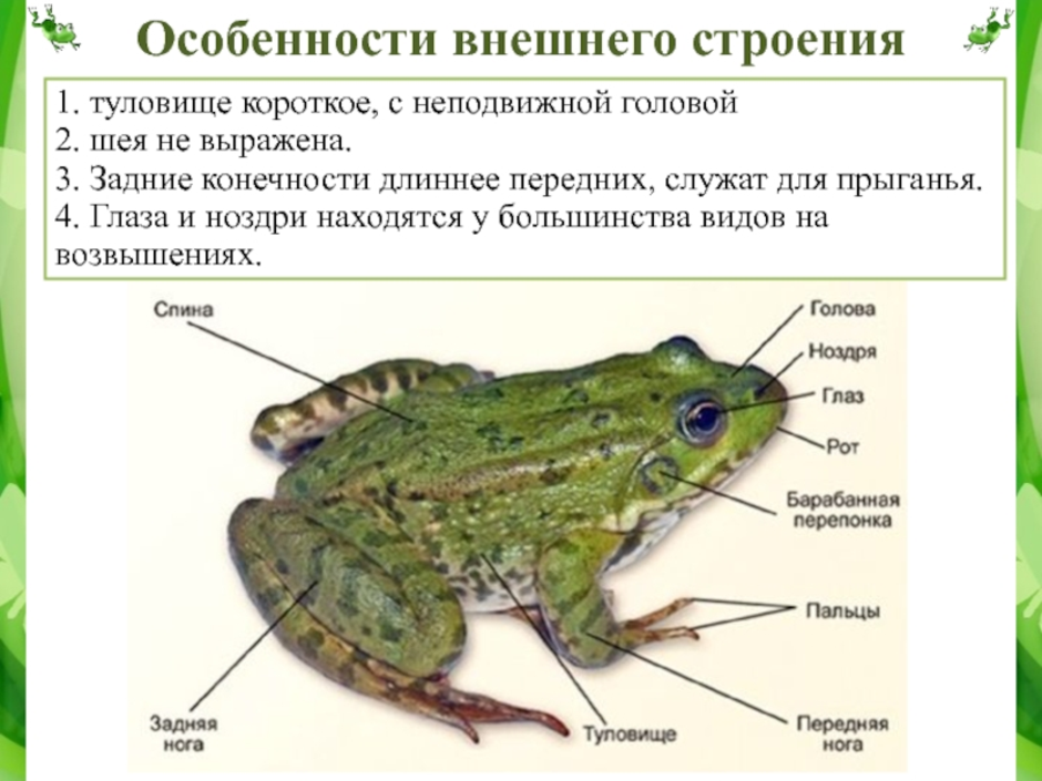 Особенности образа жизни лягушки