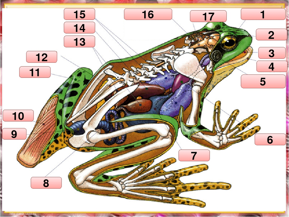 Внешнее строение лягушки 7. Лягушка биология строение. Класс земноводные внутреннее строение. Внутреннее строение тела земноводных.