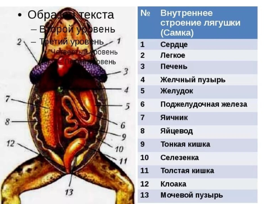 Тело земноводных состоит из. Внешнее строение земноводных 7 класс биология лягушка. Внутренне строение самка лягушки. Строение земноводных 7 класс биология. Внутреннее строение лягушки схема.