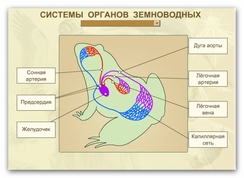 Системы органов земноводных. Система органов лягушки. Кровеносная система лягушки. Дыхательная система лягушки.