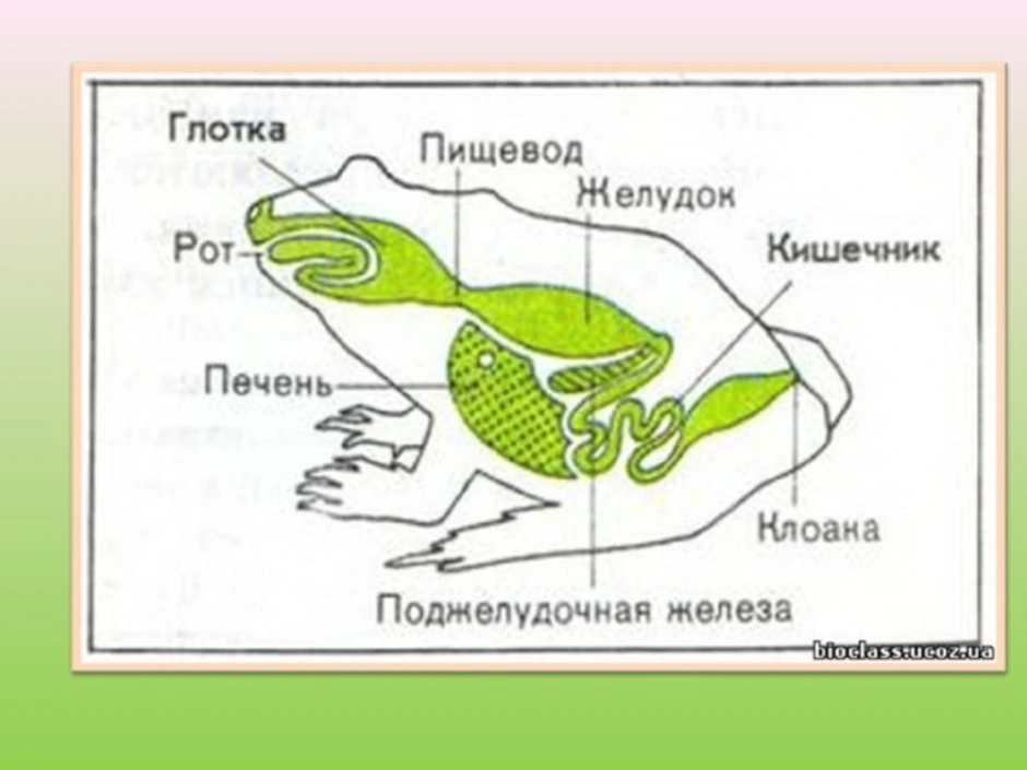 Последовательность выделения земноводных. Система пищеварительной системы лягушки. Схема пищеварительной системы лягушки. Строение пищеварения лягушки. Строение пищеварительной системы земноводных.