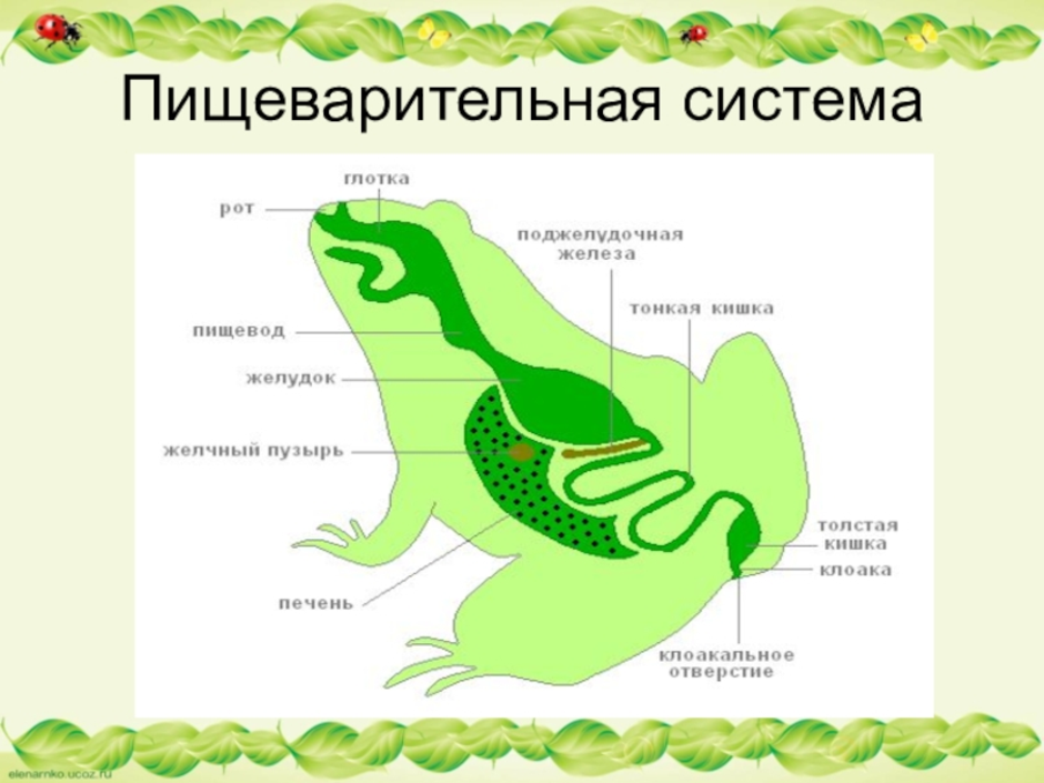 Земноводные печень. Земноводные строение пищеварительной системы. Схема пищеварительной системы лягушки 7 класс. Пищеварительная система амфибий схема. Пищеварительная система лягушки прудовой.