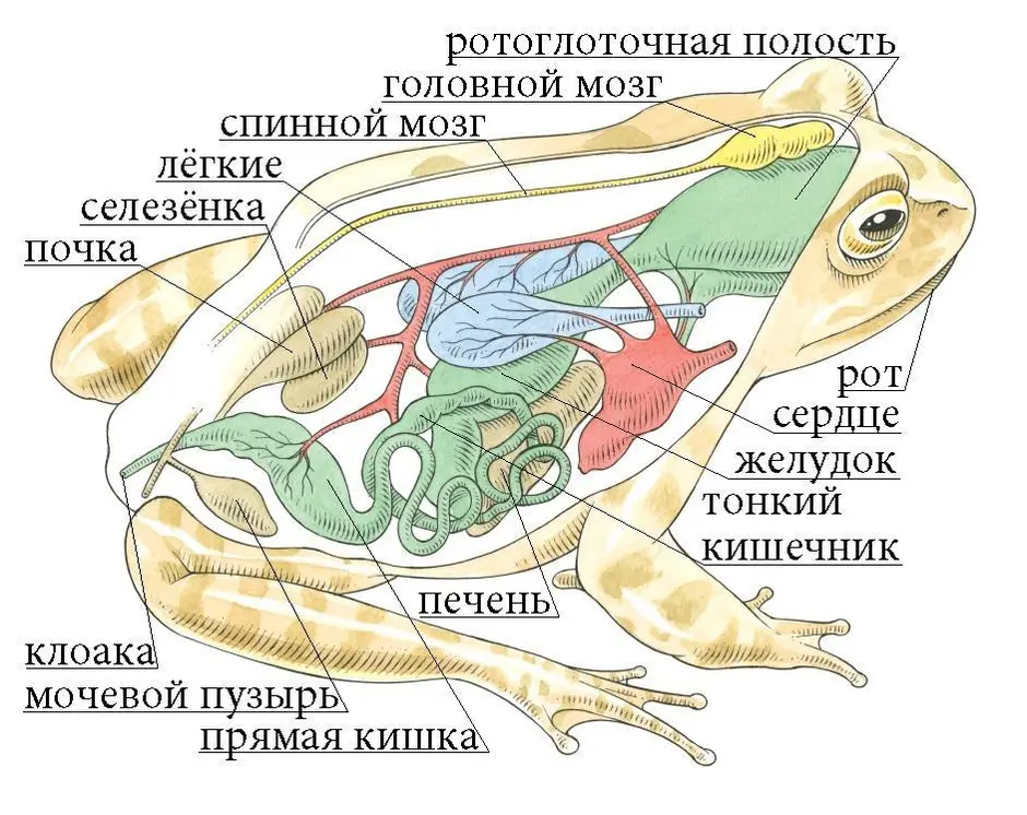 Система органов земноводных 7 класс. Внутреннее строение земноводных лягушка. Схема пищеварительной системы лягушки. Влажный препарат "внутреннее строение лягушки". Внутреннее строение лягушки Озерной.