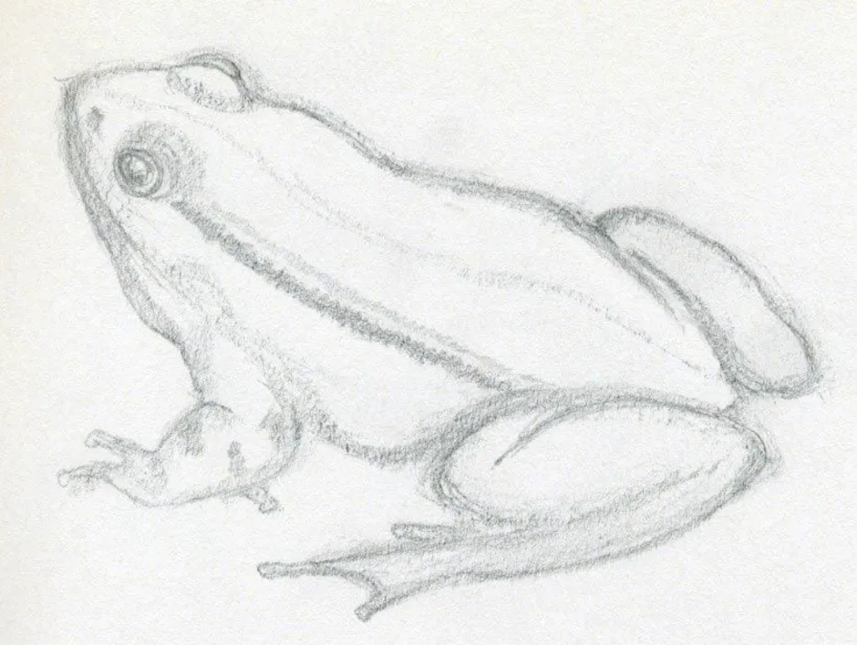 Рисунок лягушки карандашом