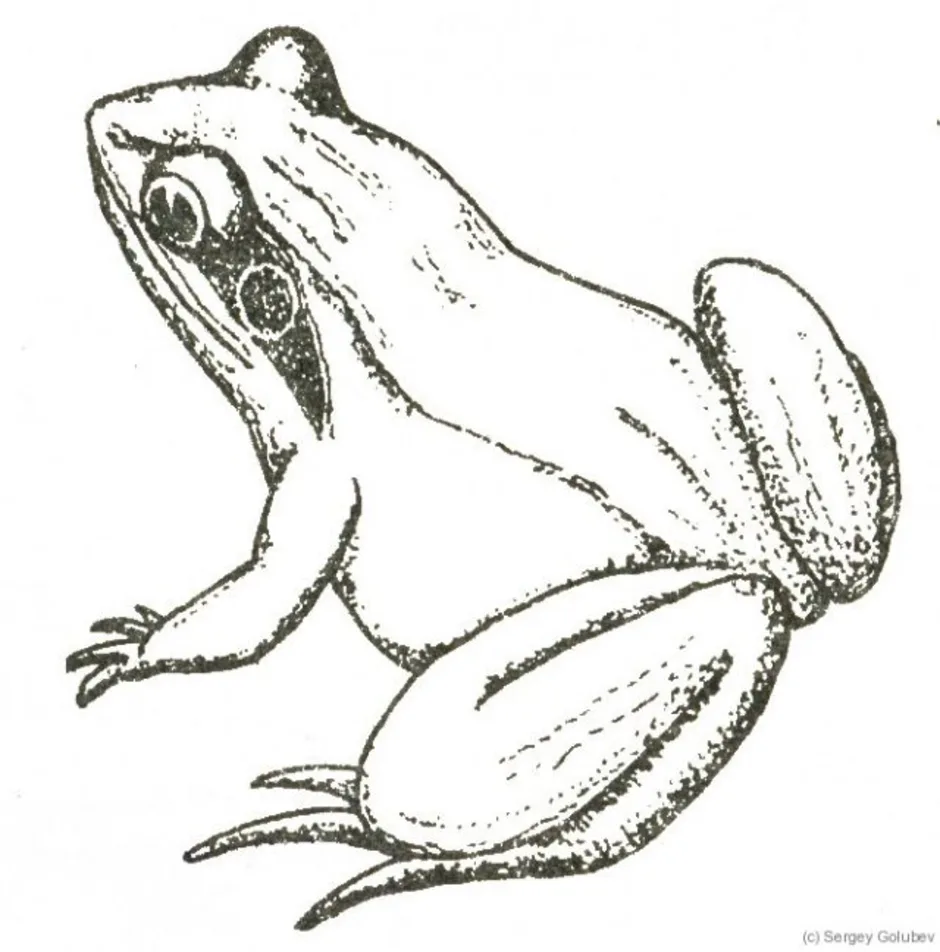 Остромордая лягушка рисунок