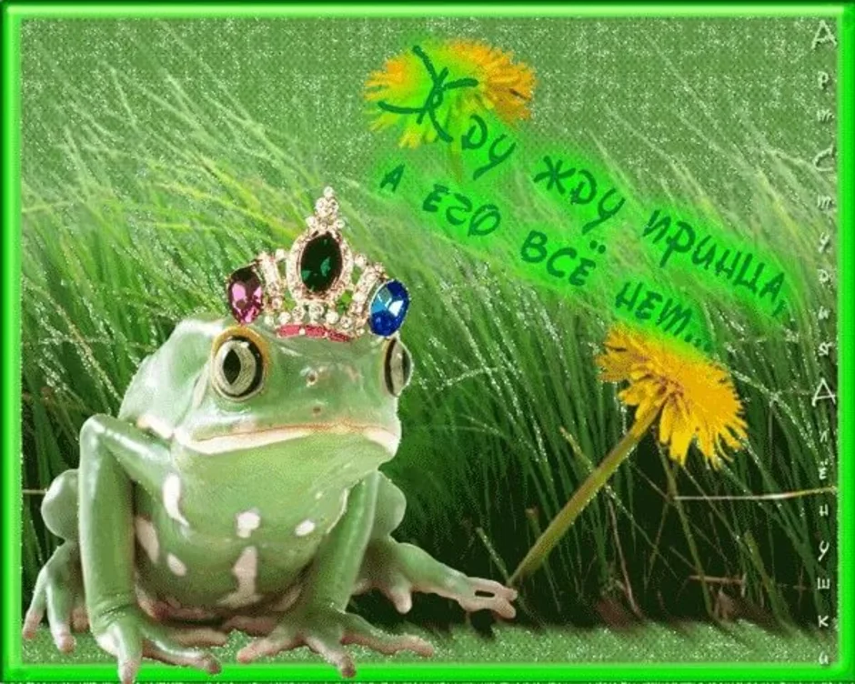 Душу жабу картинка. Царевна лягушка. Прикольные лягушки. Смешная Царевна лягушка. Добрая жаба.