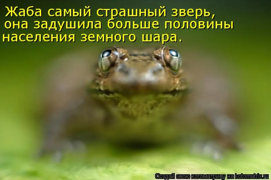 Душу жабу картинка