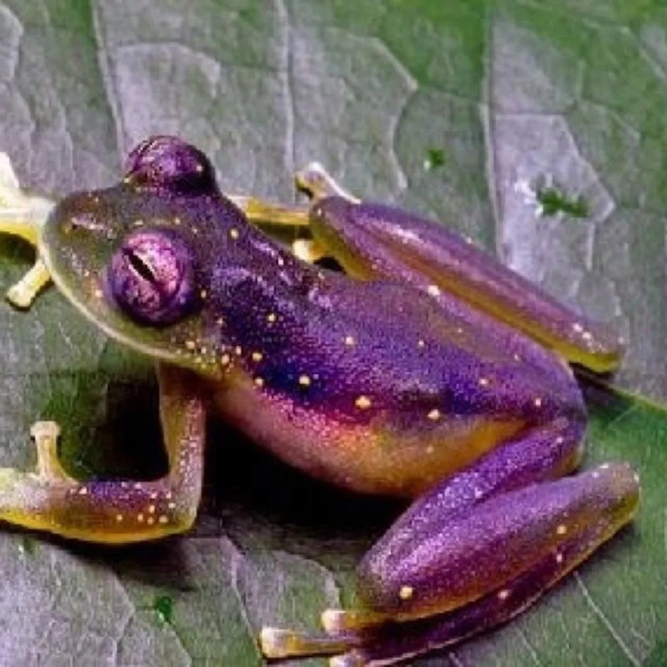 Фиолетовая лягушка. Лягушка квакша розовая. Фиолетовая квакша. Лягушка Абовян фиолетовая. Индийская лиловая пурпурная лягушка.