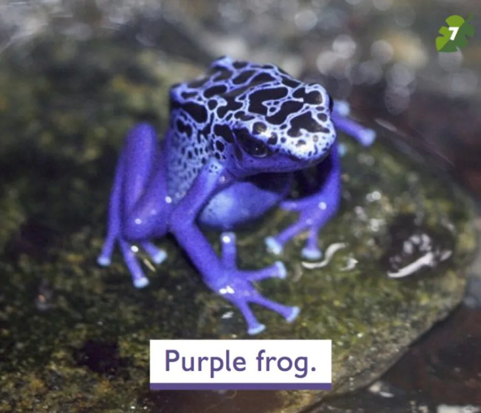 Фиолетовая лягушка. Пурпурная свиноносая лягушка. Индийская пурпурная лягушка.