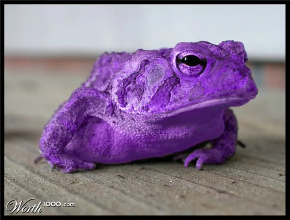 Лягушка фиолетовая ядовитая. Фиолетовые животные. Фиолетовая лягушка