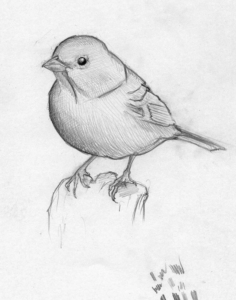Рисунок птиц карандашом легкие. Зарисовки птиц. Наброски птиц. Графические зарисовки птиц. Птица карандашом.