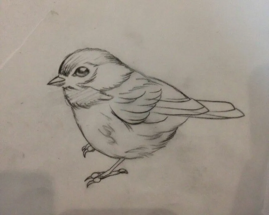 Рисунок птиц карандашом легкие. Птица рисунок. Зарисовки птиц. Воробей для срисовки карандашом. Птицы карандашом для срисовки.