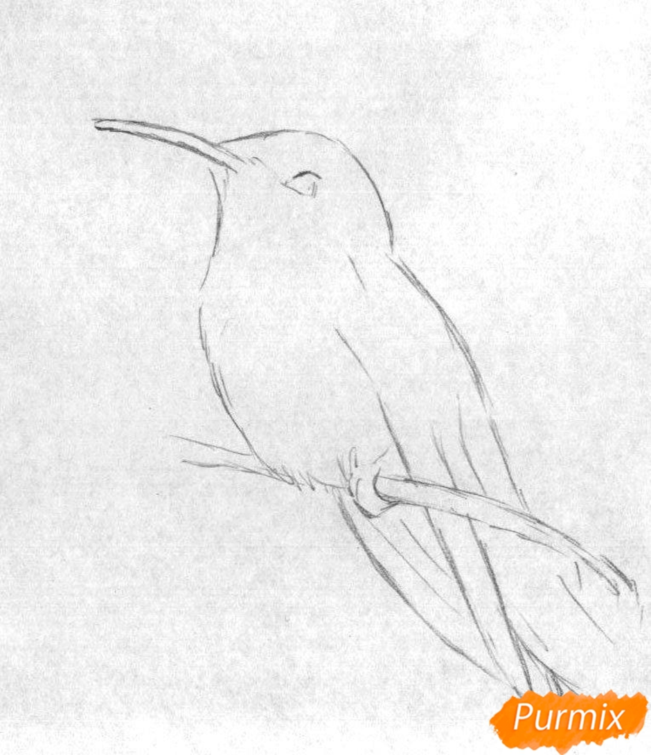 Рисунок птиц карандашом легкие. Птица карандашом. Птицы простым карандашом. Рисунки птиц для срисовки. Рисунок птицы карандашом для срисовки легкие.