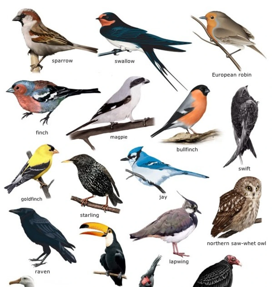 Название птиц много. Название птиц. Nazanie Pits. Птицы всех видов. Городские птицы.