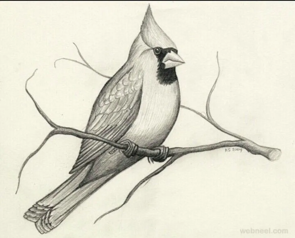 Рисунки птиц для срисовки легкие. Птица рисунок. Зарисовки птиц. Птичка зарисовка. Зарисовки птиц карандашом.