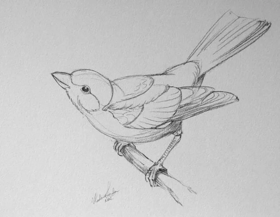 Рисунок птиц карандашом легкие. Зарисовки птиц. Птица рисунок. Птица карандашом. Наброски птиц карандашом.