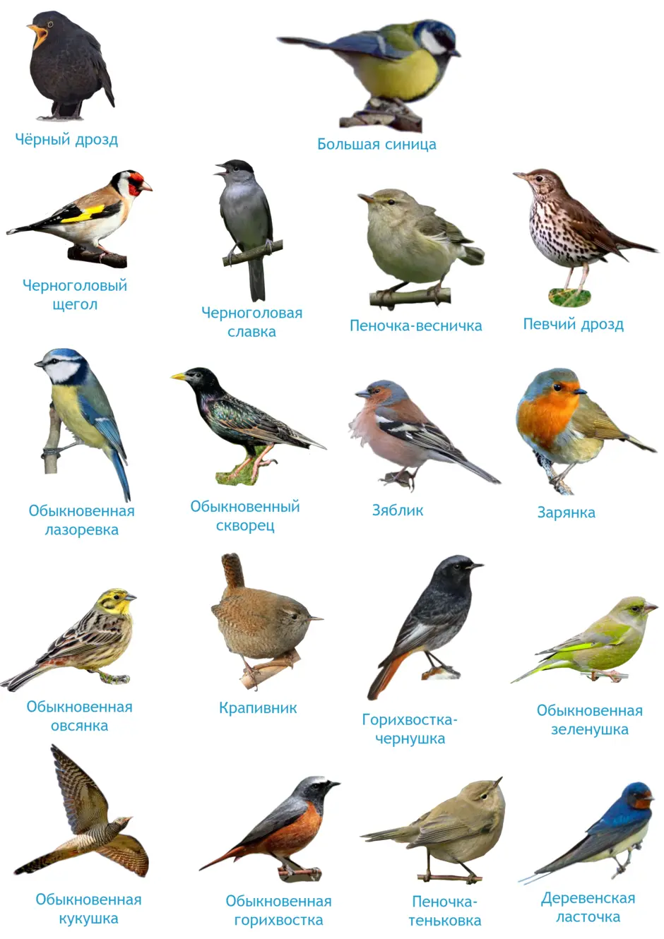Разновидности птиц названия