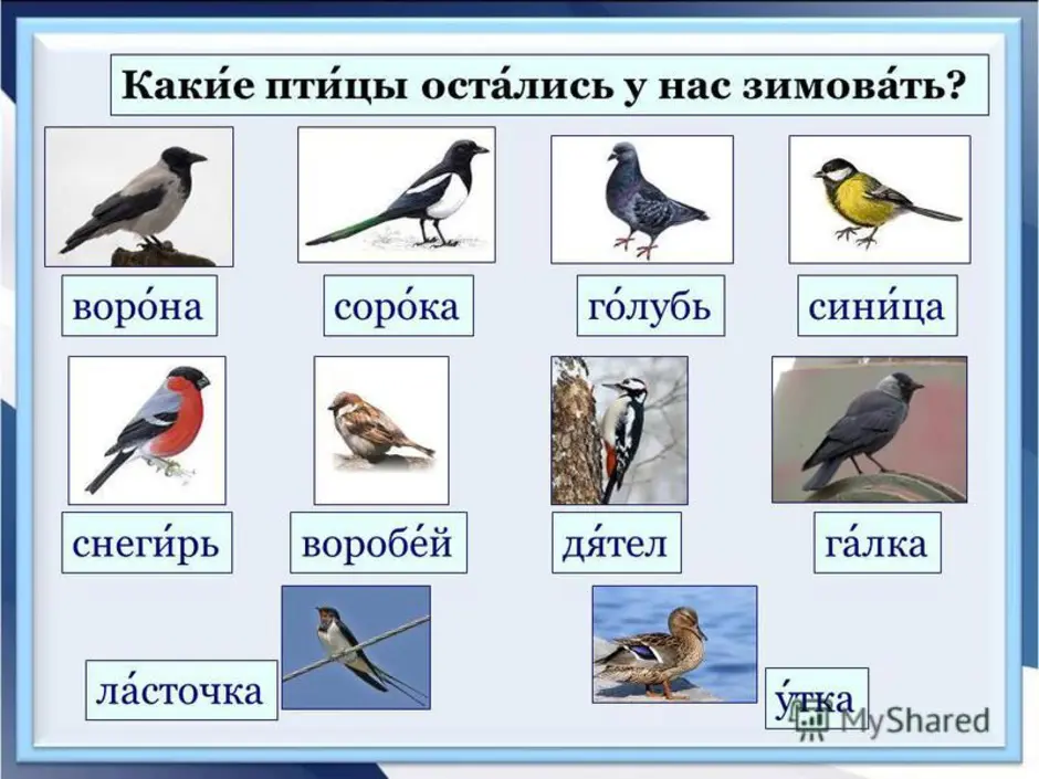Откуда название птиц. Зимующие птицы. Названия зимующих и перелетных птиц. Перелетные и зимующие птицы. Какие птицы зимуют.