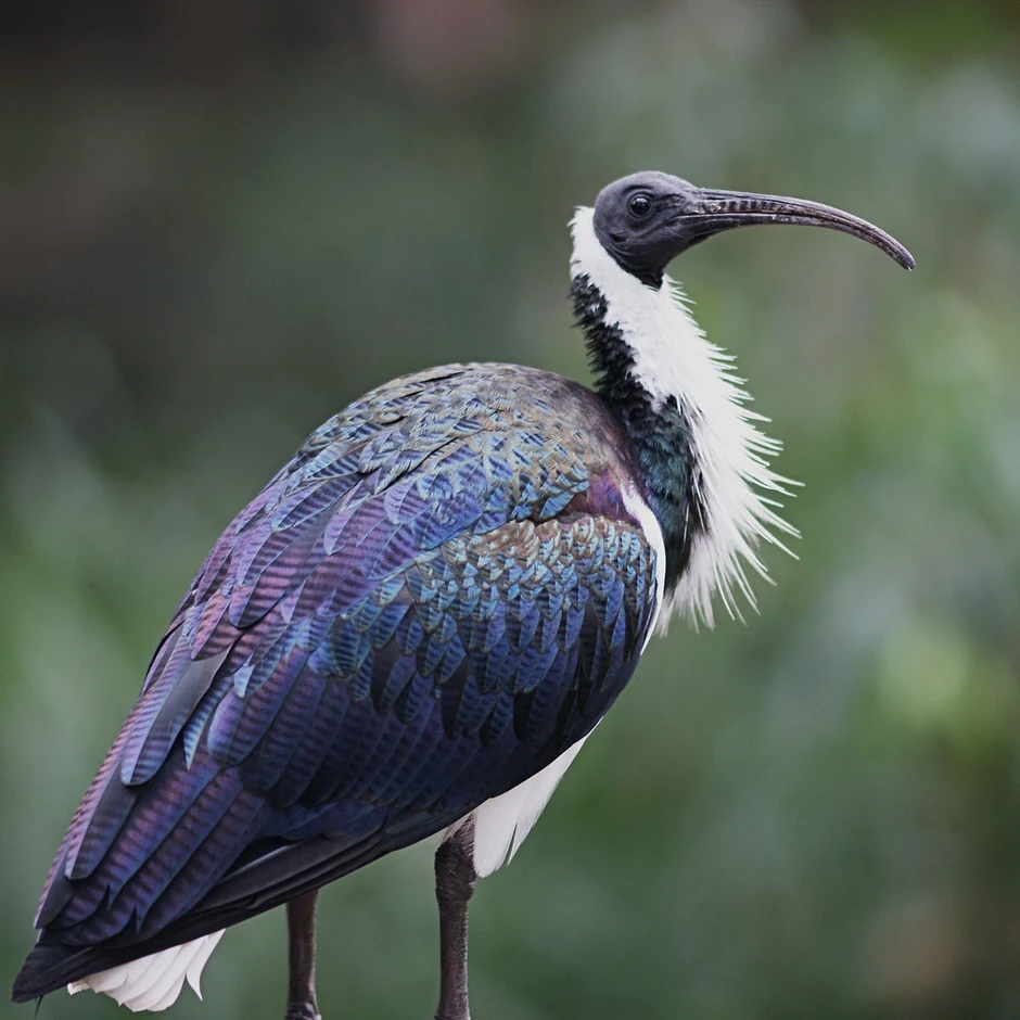 Австралийский Ибис. Ибис птица. Лесной Ибис птица. Threskiornis spinicollis.