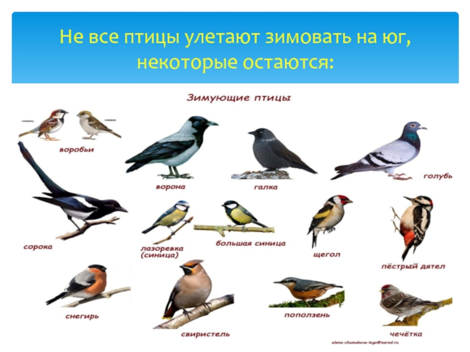 Перелетные птицы татарстана. Птицы которые не улетают на зиму в теплые края. Птицы которые улетают на Юг. Птицы не улетающие на зимовку. Птицы которые не улетают на Юг зимой.