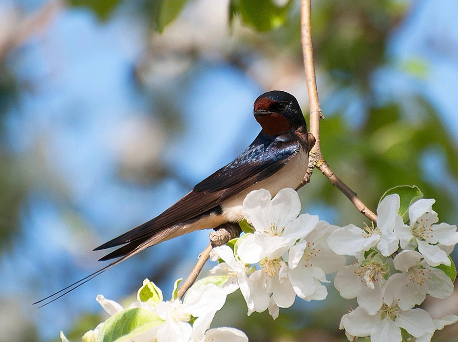 Изящную птицу ласточку называют символом весны. Птицы весной. Вес птиц. Ласточка весной.