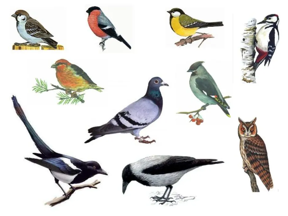 Птицы картинки. Зимующие птицы. Изображение птиц для детей. Птицы для дошкольников.