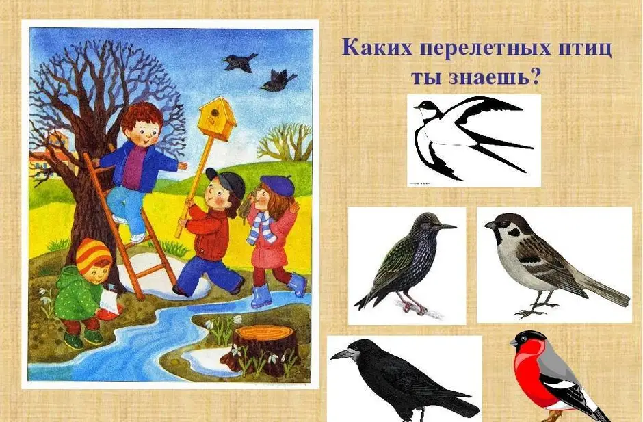 Перелетные птицы для дошкольников. Птицы картинки для детей дошкольного возраста. Птицы весной для дошкольников. Птицы картинки для ДОУ.