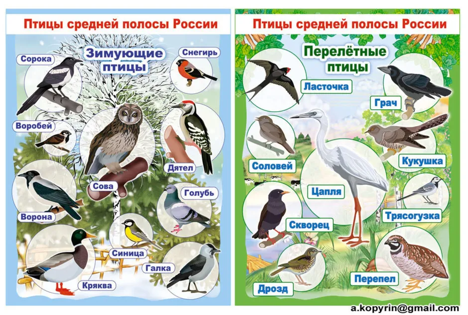 Птицы россии список